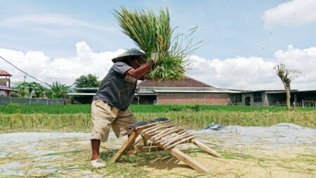 Bulog Rencanakan Petani Bisa Antar Gabah Langsung, Ini Harga dan Syaratnya! Foto BeritaJatim.com