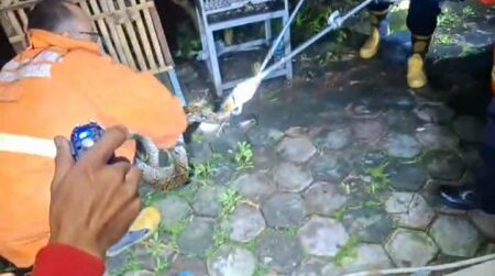 Ular Piton 2 Meter Masuk Kandang Burung Kagetkan Warga Kebomas Gresik Foto BeritaJatim.com