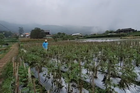Cuaca Ekstrem di Lereng Gunung Lawu, Petani Sayur Magetan Merugi Akibat Tanaman Busuk Foto BeritaJatim.com