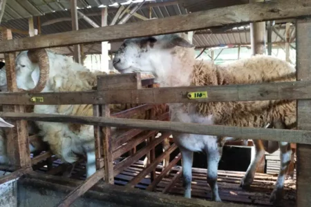 Foto BeritaJatim.com
