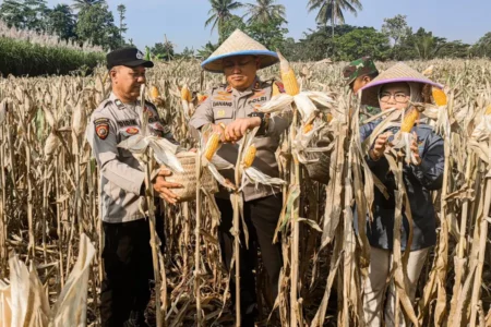Kapolres Malang Pimpin Panen Raya Jagung Tahap II di Gondanglegi Foto BeritaJatim.com