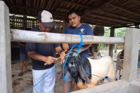 Pedagang di Magetan Tawarkan Salon Gratis untuk Kambing Kurban, Pesanan Tembus 120 Ekor Foto BeritaJatim.com