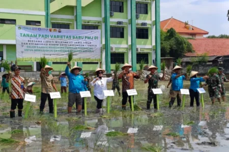 Unisla dan Kodim 0812 Tanam Padi Varietas Unggul PMJ 01 untuk Dukung Swasembada Pangan Foto BeritaJatim.com