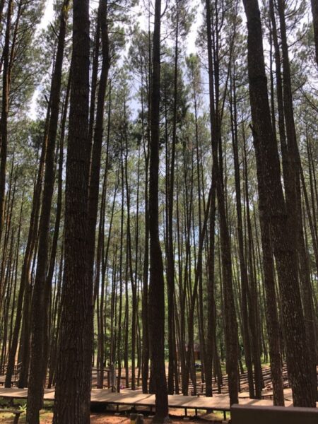 Menikmati Keindahan Alam di Hutan Pinus Bantul Jogja Foto BeritaJatim.com