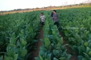 Musim Hujan Tak Kunjung Usai, Petani Sampang Tunda Tanam Tembakau Foto BeritaJatim.com