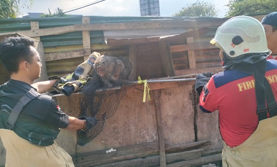 Monyet Peliharaan Lepas di Surabaya: Pemadam Kebakaran Amankan Satu Ekor, Satunya Masih Bebas Foto BeritaJatim.com