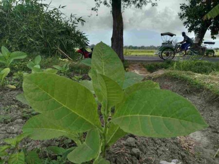 Anomali Cuaca, Petani Tembakau Bondowoso Jual Rugi Foto BeritaJatim.com