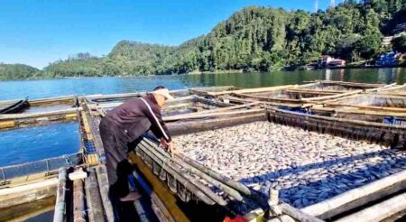 Ribuan Ikan di Telaga Ngebel Ponorogo Mati Mendadak, Petambak Rugi Puluhan Juta Foto BeritaJatim.com
