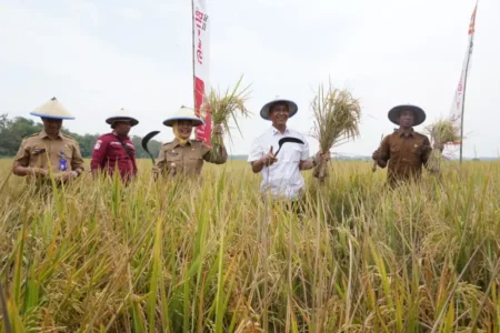 Bojonegoro Ambisi Geser Ngawi dari Posisi Lumbung Padi Jatim Foto BeritaJatim.com