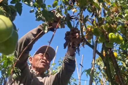 Harga Tomat Melonjak, Petani di Magetan Raup Untung Foto BeritaJatim.com
