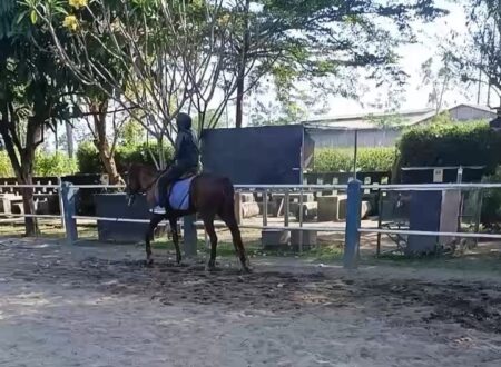 Wisata Edukatif Sumber Tawang Stable Pare Kediri, Bisa Belajar Berkuda hingga Terapi Ikan Foto BeritaJatim.com