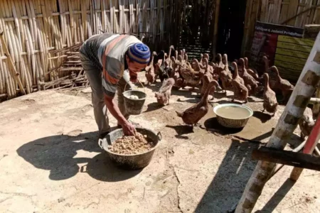 Sukardi dan 50 Ekor Bebeknya: Menjaga Tradisi, Menjemput Harapan di Usia Senja Foto BeritaJatim.com