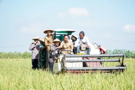 Harga Gabah Tembus Rp7.300, Petani Lamongan Nikmati Berkah Panen Kedua Foto BeritaJatim.com