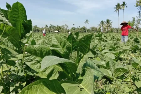 Petani Tembakau Bondowoso Bersiap Panen, Permintaan Alat Rajang Meningkat Foto BeritaJatim.com