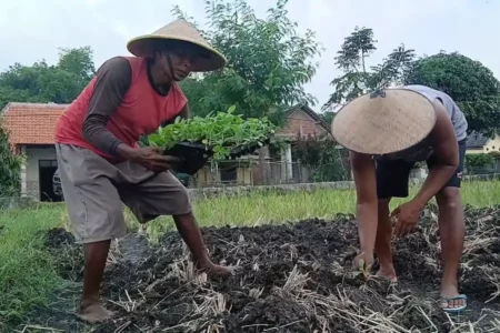 Petani Tembakau Lamongan Antisipasi Gagal Tanam di Musim Kemarau Basah dengan Sistem Pot Tray Foto BeritaJatim.com