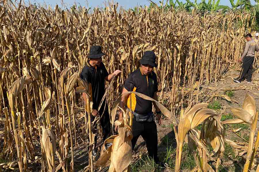 Kapolsek Balongbendo Turun Tangan Bersihkan Lahan untuk Tanam Jagung, Dukung Program Ketahanan Pangan Nasional Foto BeritaJatim.com
