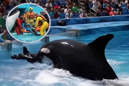 Viral Video Jessica Radcliffe Tewas Diserang Paus Orca, Begini Faktanya Foto BeritaJatim.com