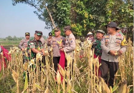 Dukung Program Asta Cita, Danramil dan Kapolsek di Sidoarjo Panen Jagung Foto BeritaJatim.com