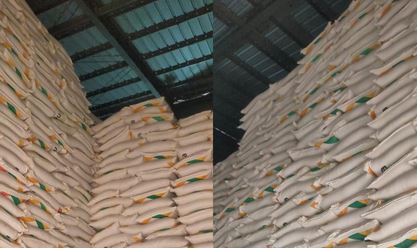 Danantara Serap 61.000 Ton Gula Petani, SGN dan Petani Mulai Bernafas Lega Foto BeritaJatim.com