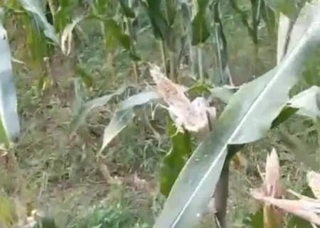 Tikus Hancurkan Sawah, Petani Jember: Seperti Diserang Israel Foto BeritaJatim.com