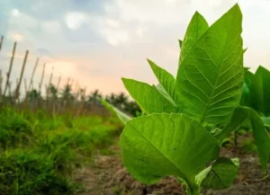 Pemkab Pamekasan Imbau Petani Jaga Kualitas Tembakau Foto BeritaJatim.com