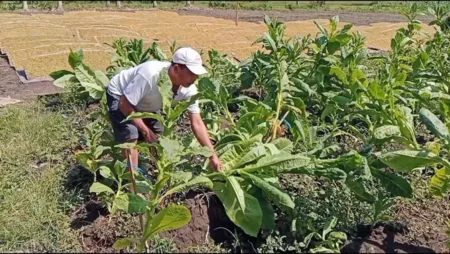 Anomali Cuaca Tekan Sektor Pertanian Tembakau di Bondowoso, Petani Masih Nekat Tanam Foto BeritaJatim.com