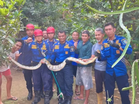 Memangsa Ayam, Ular Piton 2 Meter Ditangkap Damkar Pacitan Foto BeritaJatim.com