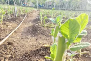 Harga Tembakau di Sampang Anjlok 50 Persen, Petani Merugi Hingga Puluhan Juta Foto BeritaJatim.com
