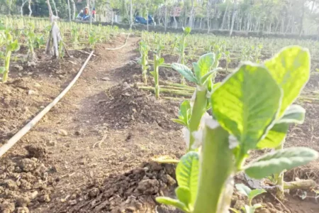 Harga Tembakau di Sampang Anjlok 50 Persen, Petani Merugi Hingga Puluhan Juta Foto BeritaJatim.com
