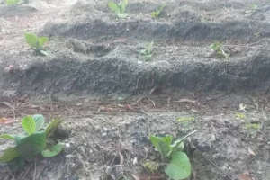 Petani Tembakau di Sampang Terpukul Hama Ulat Batang, Modal Membengkak hingga Rp4 Juta Foto BeritaJatim.com
