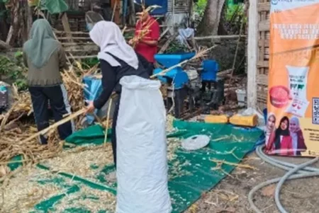 Mahasiswa Umsida Sulap Tebon Jagung Jadi Pakan Ternak Murah dan Bergizi Foto BeritaJatim.com