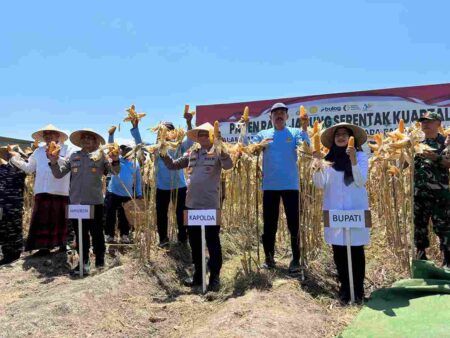 Banyuwangi Panen Raya Jagung, Surplus 146 Ribu Ton untuk Ketahanan Pangan Nasional Foto BeritaJatim.com