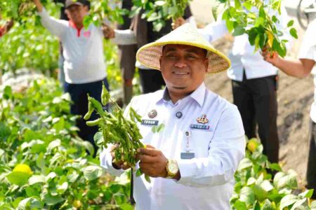 Hasil Pertanian Warga Binaan, Lapas Kelas I Malang Panen Edamame Kualitas Super Foto BeritaJatim.com