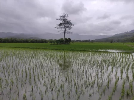 Kemarau Basah, Tanaman Padi di Pacitan Rawan Serangan Hama Foto BeritaJatim.com