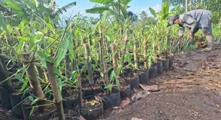 Permintaan Bibit Bambu Meningkat, Kelompok Bambu Lestari Mojokerto Ramai Penuhi Pesanan Foto BeritaJatim.com