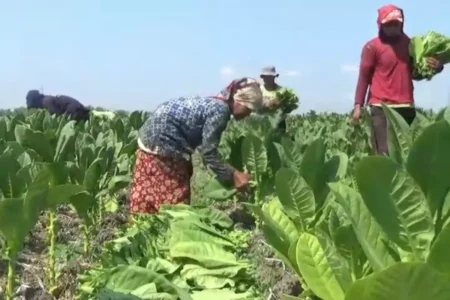 500 Hektare Lahan Tembakau di Ngawi Gagal Panen Akibat Kemarau Basah Foto BeritaJatim.com
