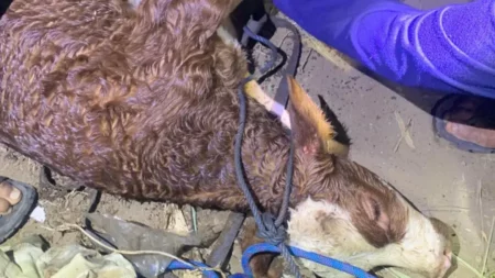 Damkar Bondowoso Evakuasi Anak Sapi Jatuh ke Sumur Sedalam 15 Meter Foto BeritaJatim.com