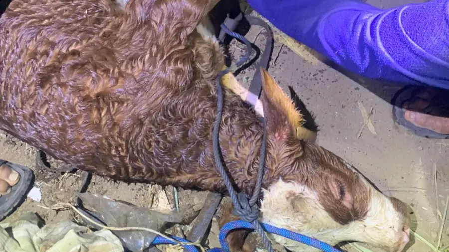 Damkar Bondowoso Evakuasi Anak Sapi Jatuh ke Sumur Sedalam 15 Meter Foto BeritaJatim.com