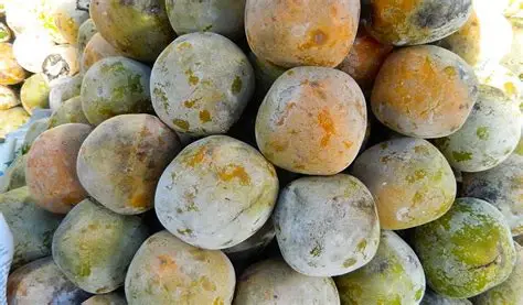 Berikut Buah Jadul Favorit Anak 90-an, Masih Ingat Rasanya? Foto BeritaJatim.com
