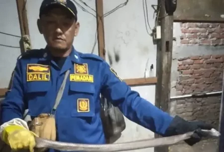 Warga Gresik Dikejutkan Penemuan Dua Ular Cobra di Bawah Kasur Foto BeritaJatim.com