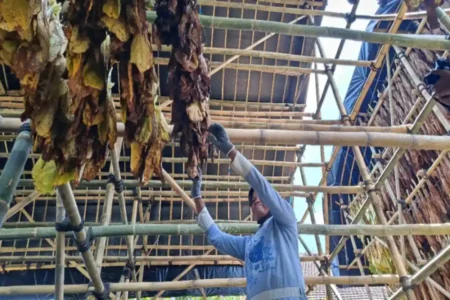 Petani Tembakau di Lumajang Senang Dapat Bantuan Gudang Pengeringan dari Kucuran DBHCHT Foto BeritaJatim.com