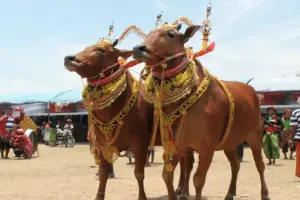 Ini Jadwal Festival Sapi Sono 2025, Atraksi Budaya dari Madura Foto BeritaJatim.com