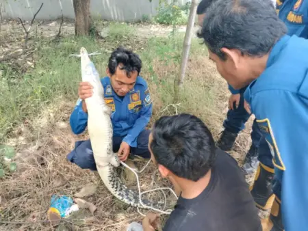 Anak Buaya Muara Tersangkut Perangkap Biawak, Warga Gresik Geger Foto BeritaJatim.com