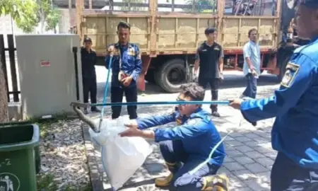 Damkar Gresik Evakuasi Ular Viper Besar Bergelantungan di Pohon, Warga Pelemwatu Sempat Panik Foto BeritaJatim.com