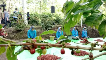 2026 Tahun yang Berat Bagi Pemkab Bondowoso, Komoditas Kopi Masih Jadi Andalan Foto BeritaJatim.com
