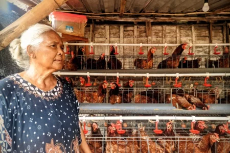 Program GAYATRI Bojonegoro Sukses, 90% Ayam Petelur Sudah Produksi Foto BeritaJatim.com
