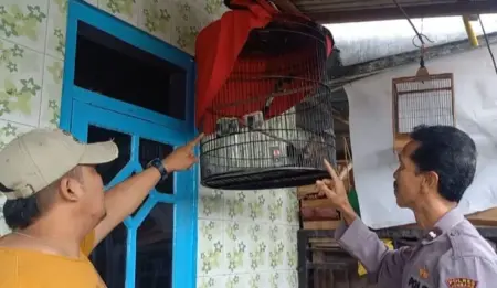 Pencuri Burung Kicau di Jombang Tertangkap Basah lalu Dihakimi Massa Foto BeritaJatim.com