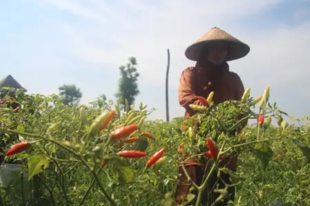 Pemkab Lumajang Bentuk Cluster Pertanian Cabai untuk Kendalikan Harga dan Jaga Kualitas Panen Foto BeritaJatim.com