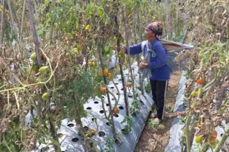 Tomat Rontok, Cabai Busuk: Petani Magetan Terpukul Cuaca dan Harga Pasar Foto BeritaJatim.com