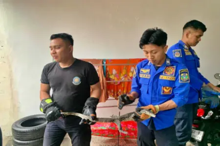 Damkar Bondowoso Evakuasi Biawak yang Masuk ke Rumah Warga Saat Hujan Deras Foto BeritaJatim.com